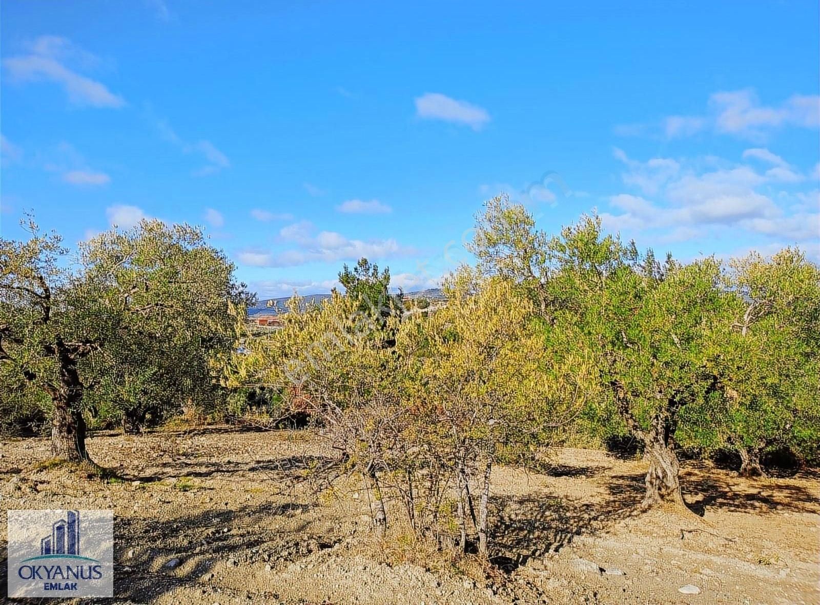Gözlet De 3.700 M2 Zeytinlik , Köye 300 Mt - Görsel 25