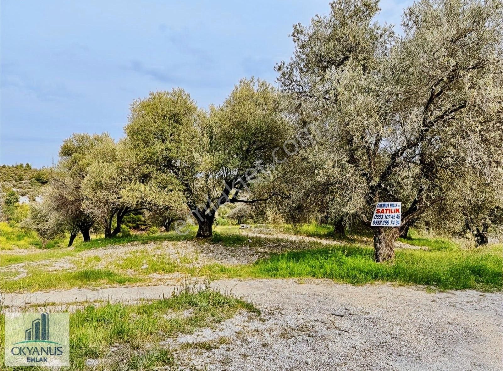 Kağan Da 780 M2 Asfalta Sıfır Zeytinlik , 6 Adet Zeytin - Görsel 4
