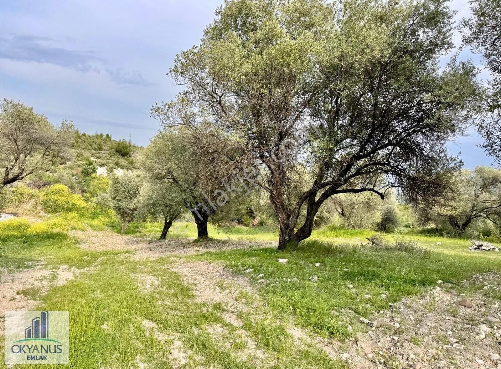 Kağan Da 780 M2 Asfalta Sıfır Zeytinlik , 6 Adet Zeytin - Görsel 5