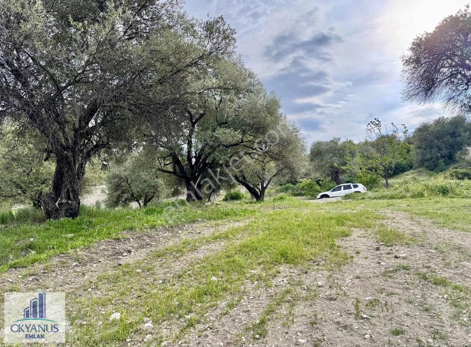 Kağan Da 780 M2 Asfalta Sıfır Zeytinlik , 6 Adet Zeytin - Görsel 18