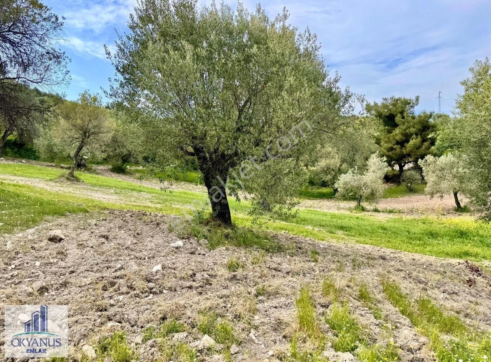 Kağan Da 780 M2 Asfalta Sıfır Zeytinlik , 6 Adet Zeytin - Görsel 13