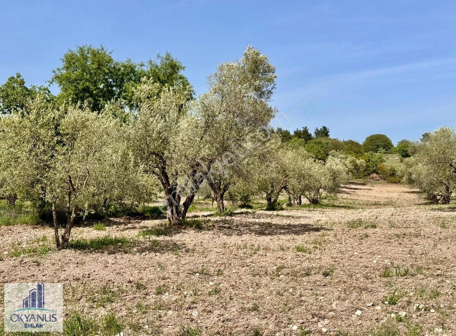 Çamköy De 10.000 M2 Zeytinlik , Müstakil Tapulu,üçpınara 1.3 Km - Görsel 24