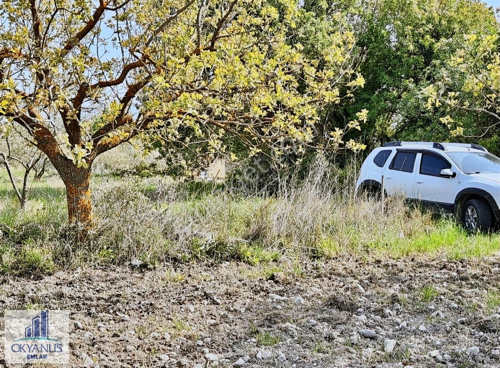 Çamköy De 10.000 M2 Zeytinlik , Müstakil Tapulu,üçpınara 1.3 Km - Görsel 2