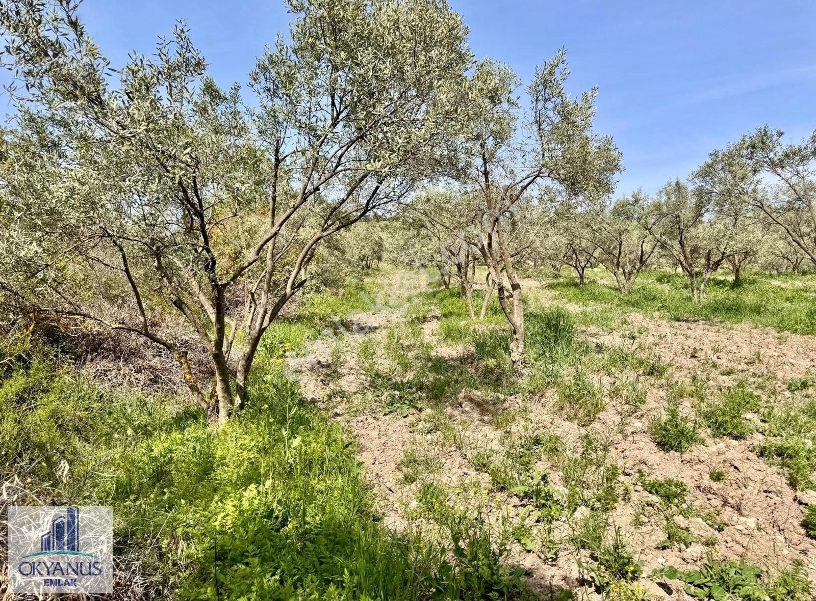 Çamköy De 10.000 M2 Zeytinlik , Müstakil Tapulu,üçpınara 1.3 Km - Görsel 12