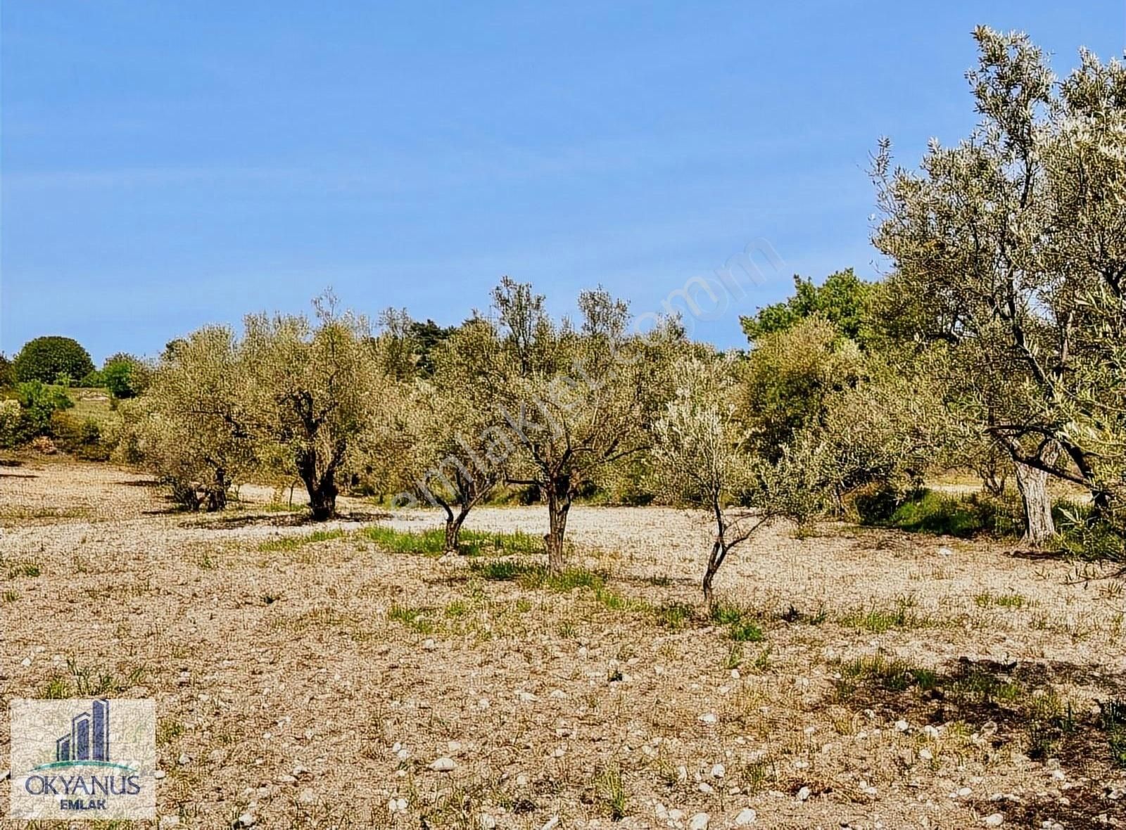 Çamköy De 10.000 M2 Zeytinlik , Müstakil Tapulu,üçpınara 1.3 Km - Görsel 29