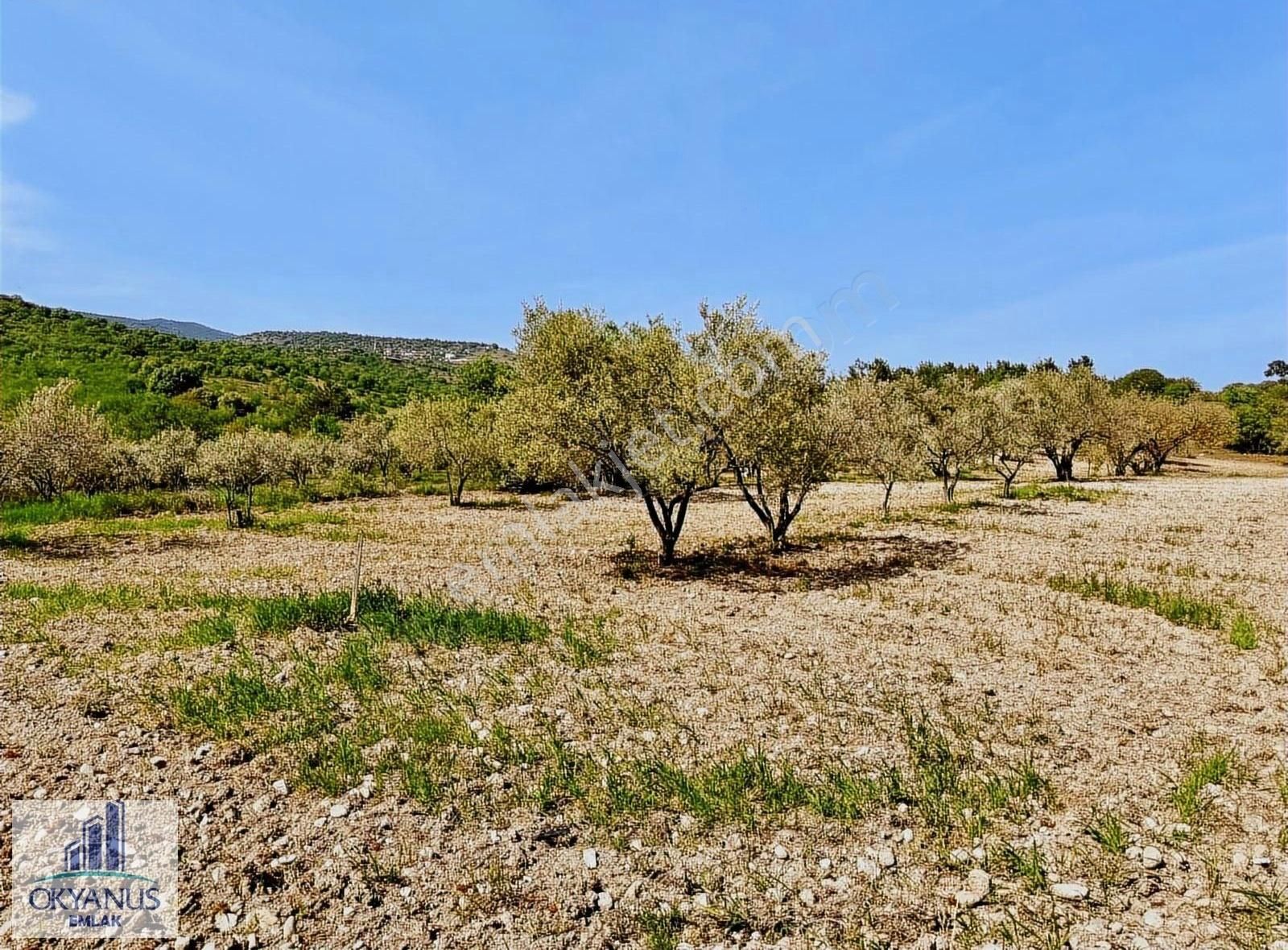 Çamköy De 10.000 M2 Zeytinlik , Müstakil Tapulu,üçpınara 1.3 Km - Görsel 5