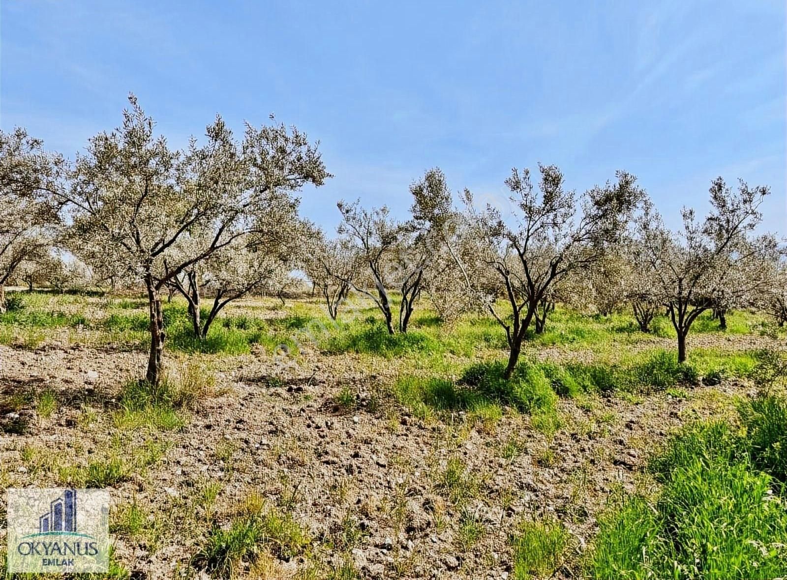 Çamköy De 10.000 M2 Zeytinlik , Müstakil Tapulu,üçpınara 1.3 Km - Görsel 23