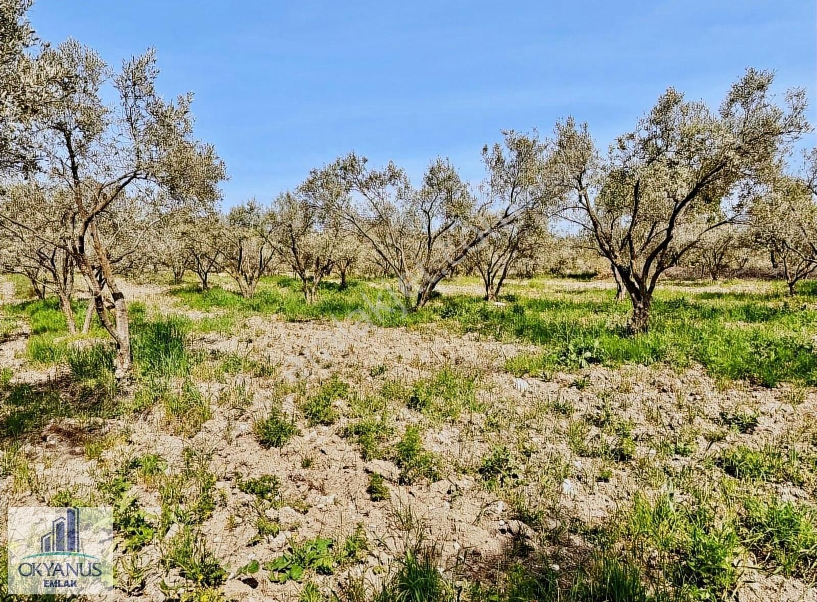Çamköy De 10.000 M2 Zeytinlik , Müstakil Tapulu,üçpınara 1.3 Km - Görsel 35