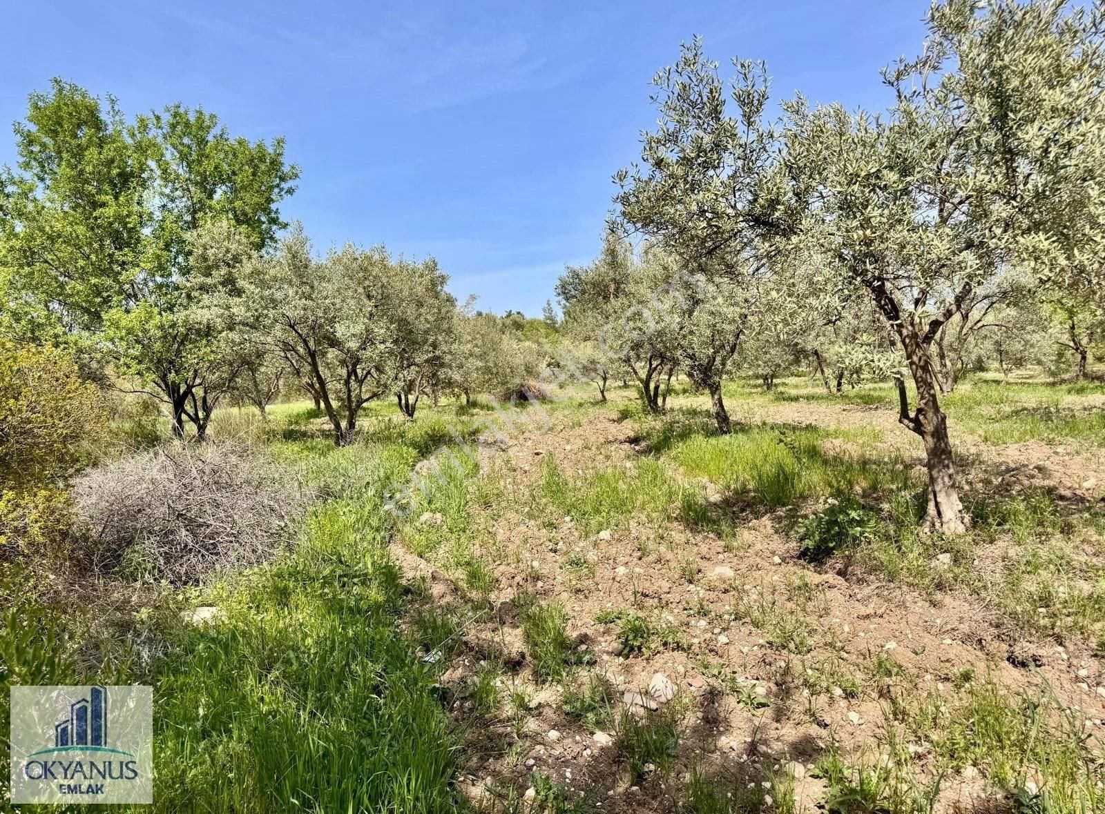Çamköy De 10.000 M2 Zeytinlik , Müstakil Tapulu,üçpınara 1.3 Km - Görsel 15