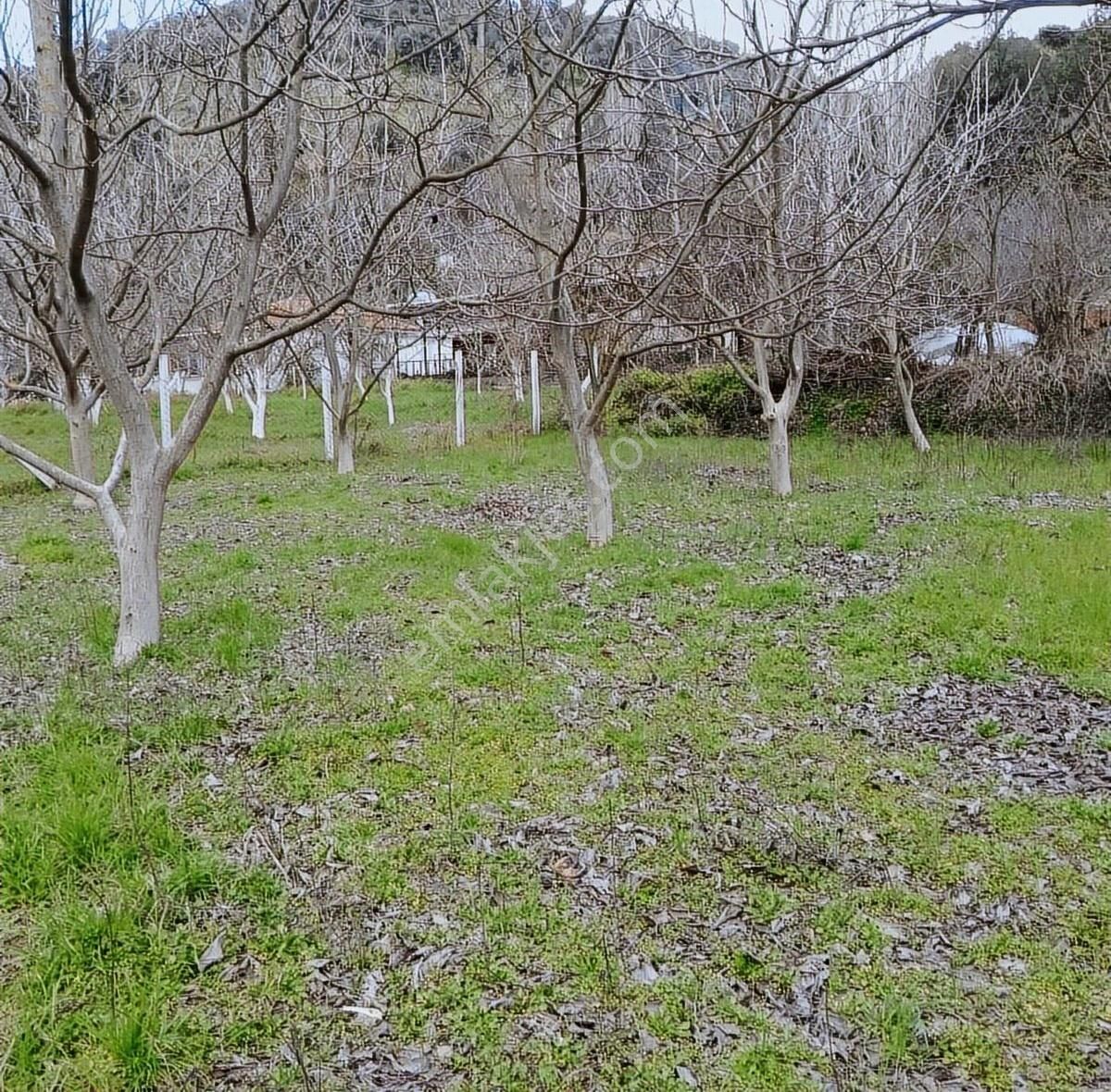 Hobi Bahçesi