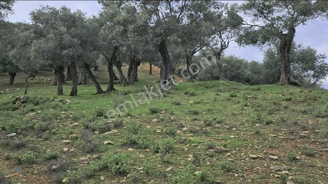 Bayındır Çenikler'de Satılık Müstakil Tapulu Zeytinlik