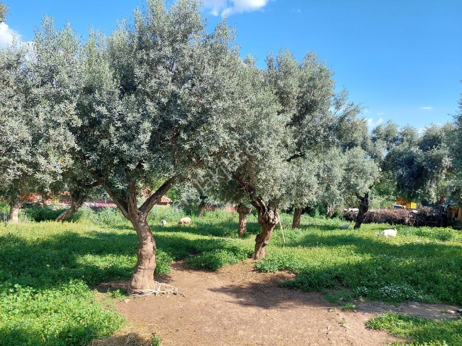 Muğla Milas Damlıboğaz Satılık Köyiçi 940m² Arsa Gökhan Alkaya'dan - Görsel 3