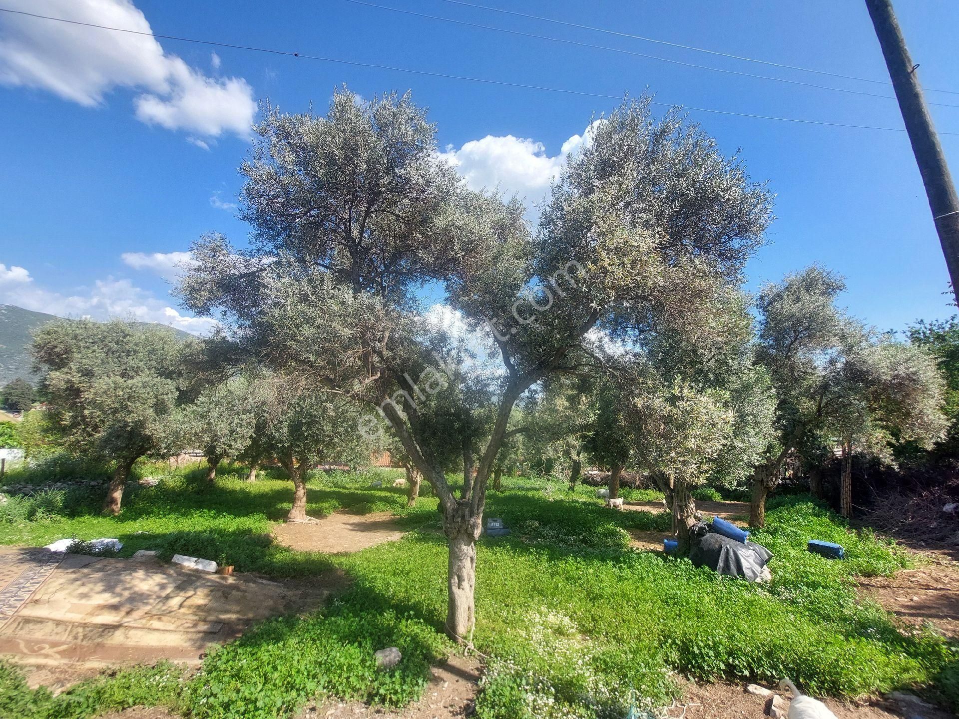 Muğla Milas Damlıboğaz Satılık Köyiçi 940m² Arsa Gökhan Alkaya'dan - Görsel 26