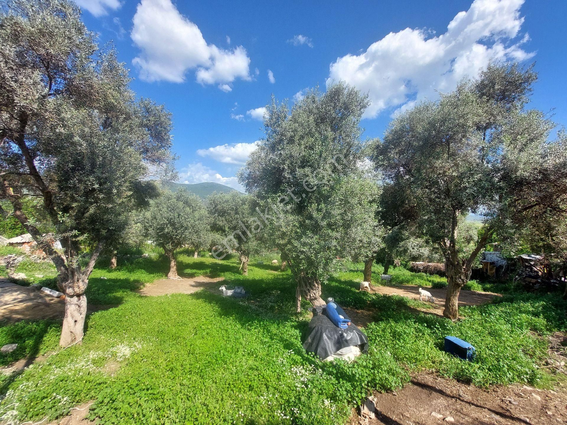 Muğla Milas Damlıboğaz Satılık Köyiçi 940m² Arsa Gökhan Alkaya'dan - Görsel 4