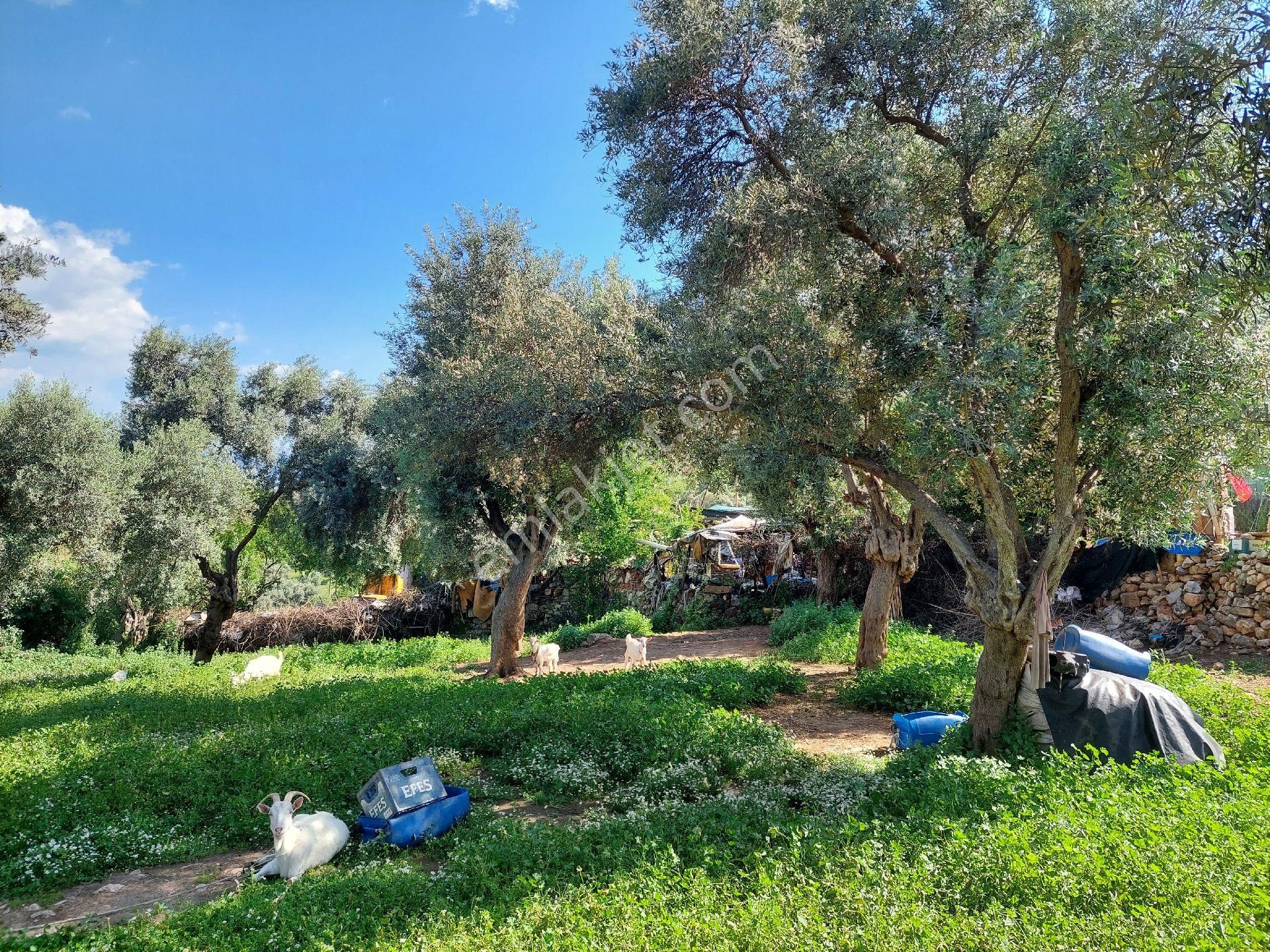 Muğla Milas Damlıboğaz Satılık Köyiçi 940m² Arsa Gökhan Alkaya'dan - Görsel 23