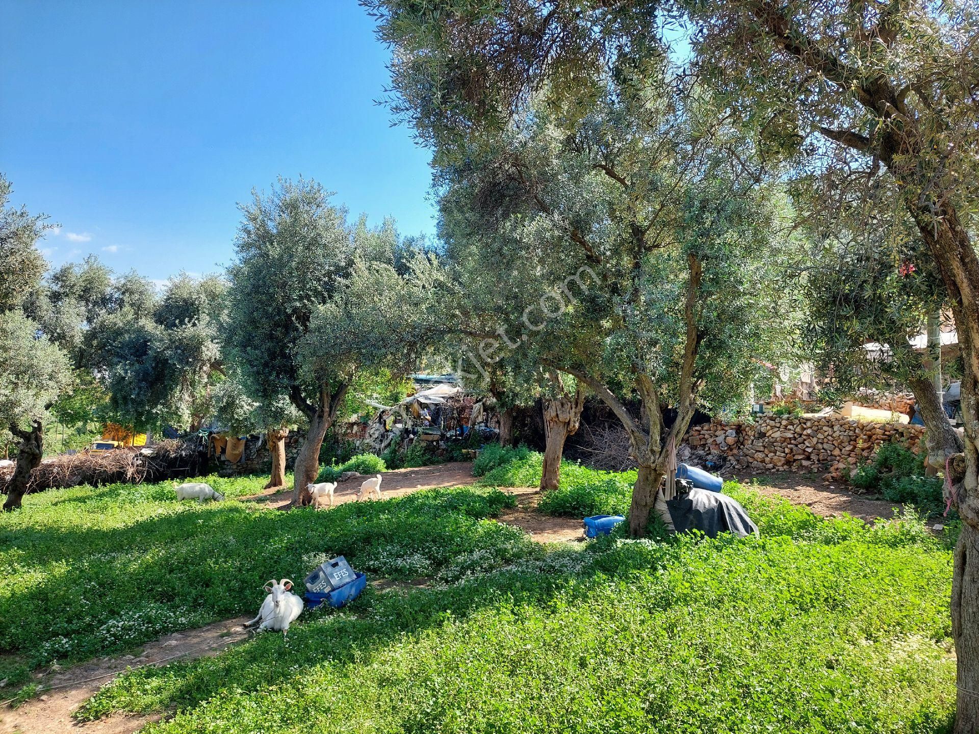 Muğla Milas Damlıboğaz Satılık Köyiçi 940m² Arsa Gökhan Alkaya'dan - Görsel 27