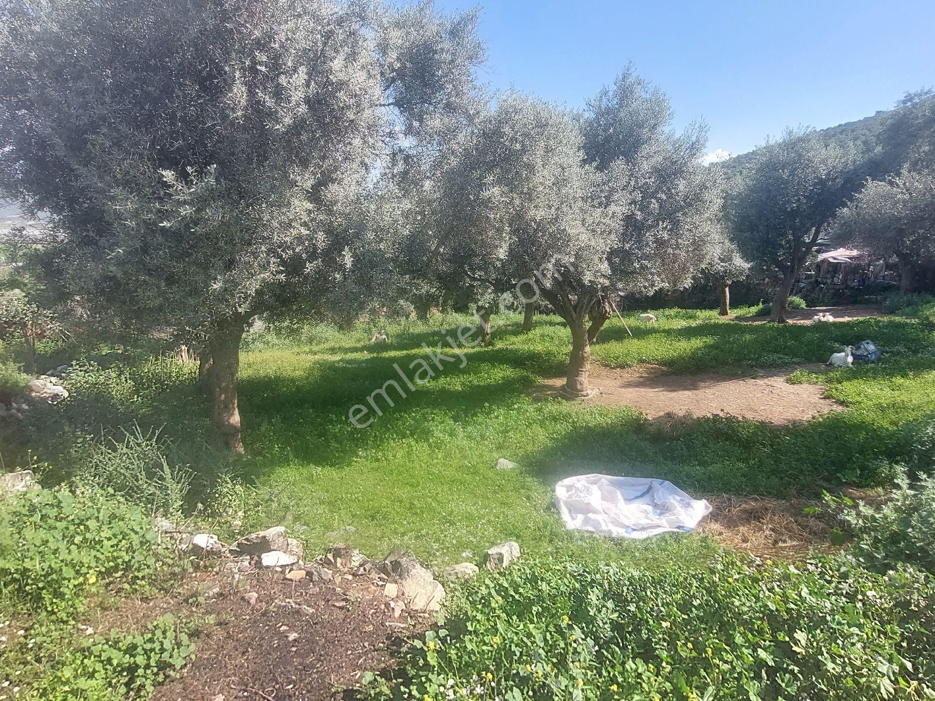 Muğla Milas Damlıboğaz Satılık Köyiçi 940m² Arsa Gökhan Alkaya'dan - Görsel 11