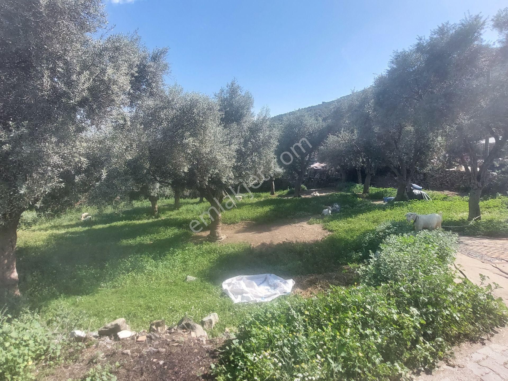 Muğla Milas Damlıboğaz Satılık Köyiçi 940m² Arsa Gökhan Alkaya'dan - Görsel 19