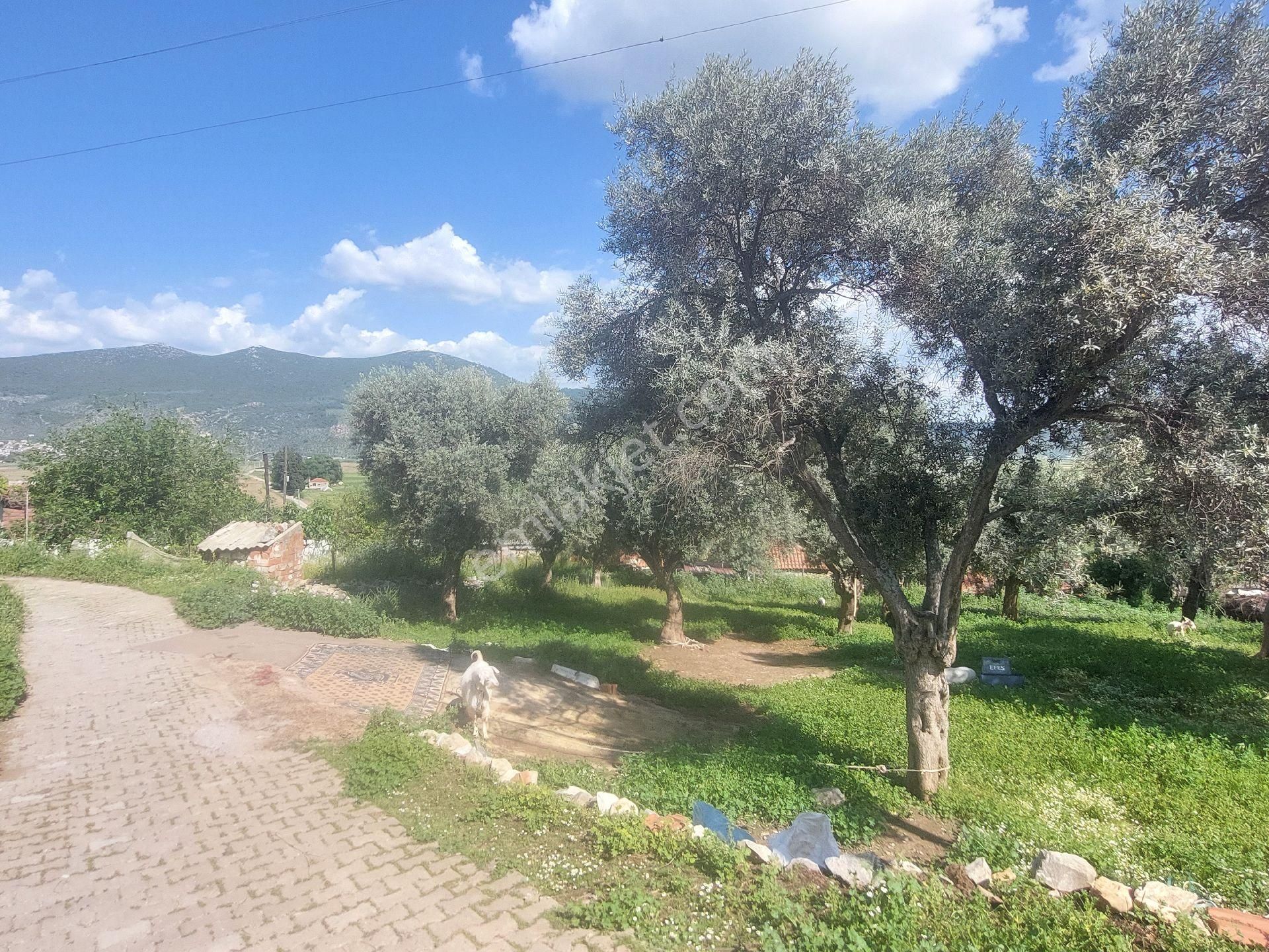 Muğla Milas Damlıboğaz Satılık Köyiçi 940m² Arsa Gökhan Alkaya'dan - Görsel 15