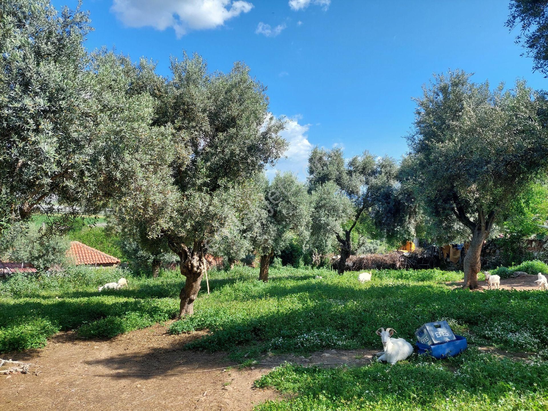 Muğla Milas Damlıboğaz Satılık Köyiçi 940m² Arsa Gökhan Alkaya'dan - Görsel 21