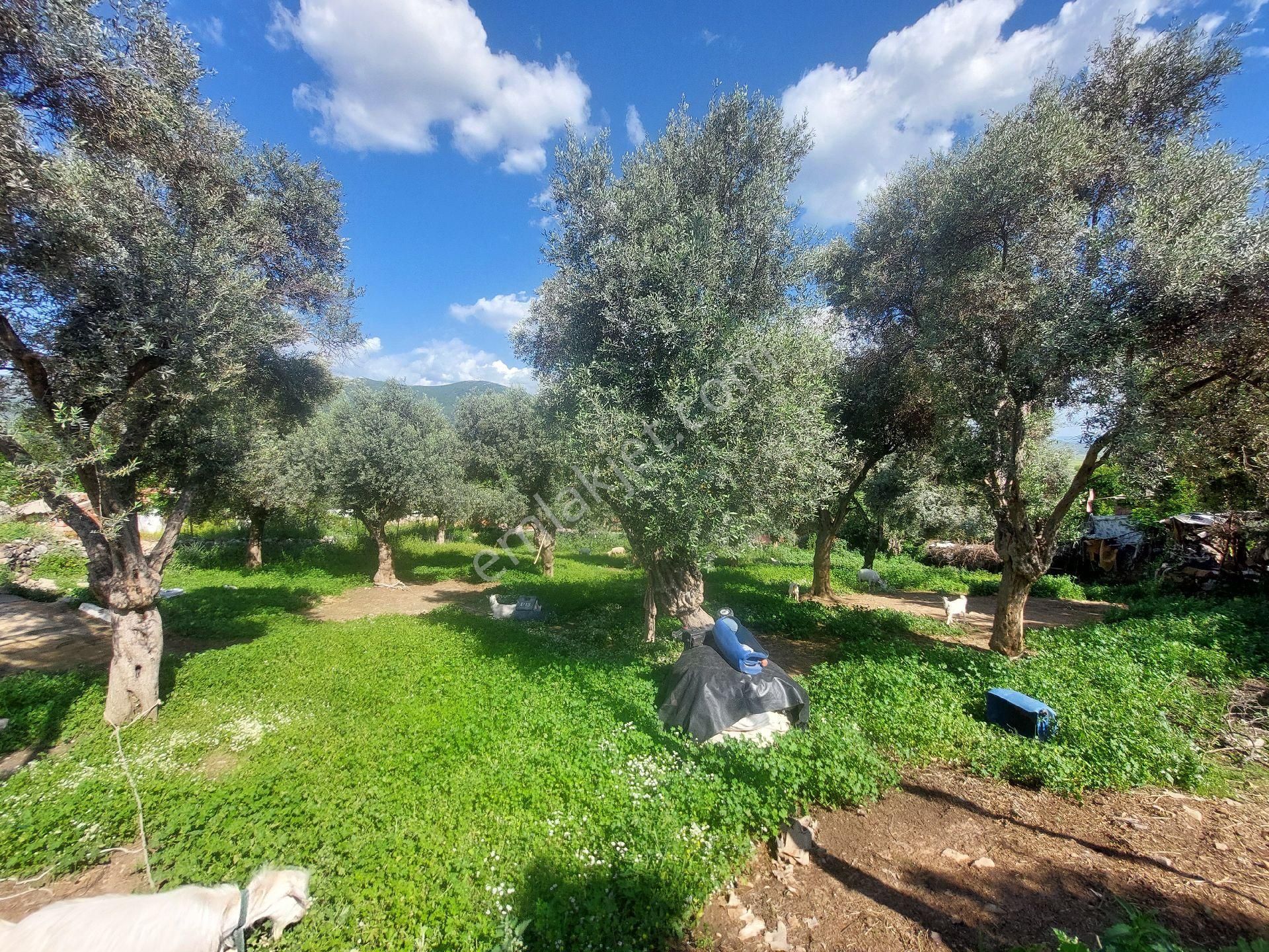 Muğla Milas Damlıboğaz Satılık Köyiçi 940m² Arsa Gökhan Alkaya'dan - Görsel 30