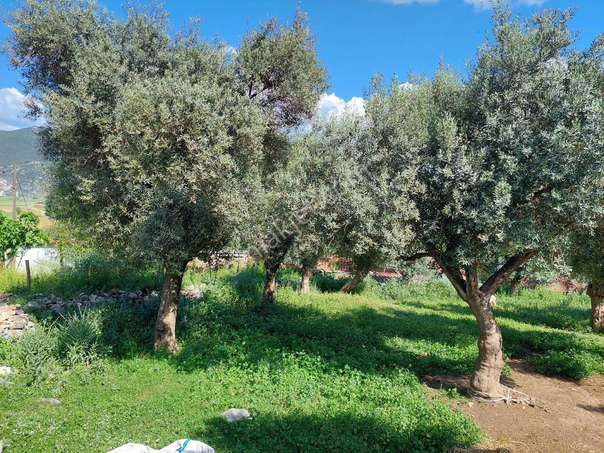 Muğla Milas Damlıboğaz Satılık Köyiçi 940m² Arsa Gökhan Alkaya'dan - Görsel 25