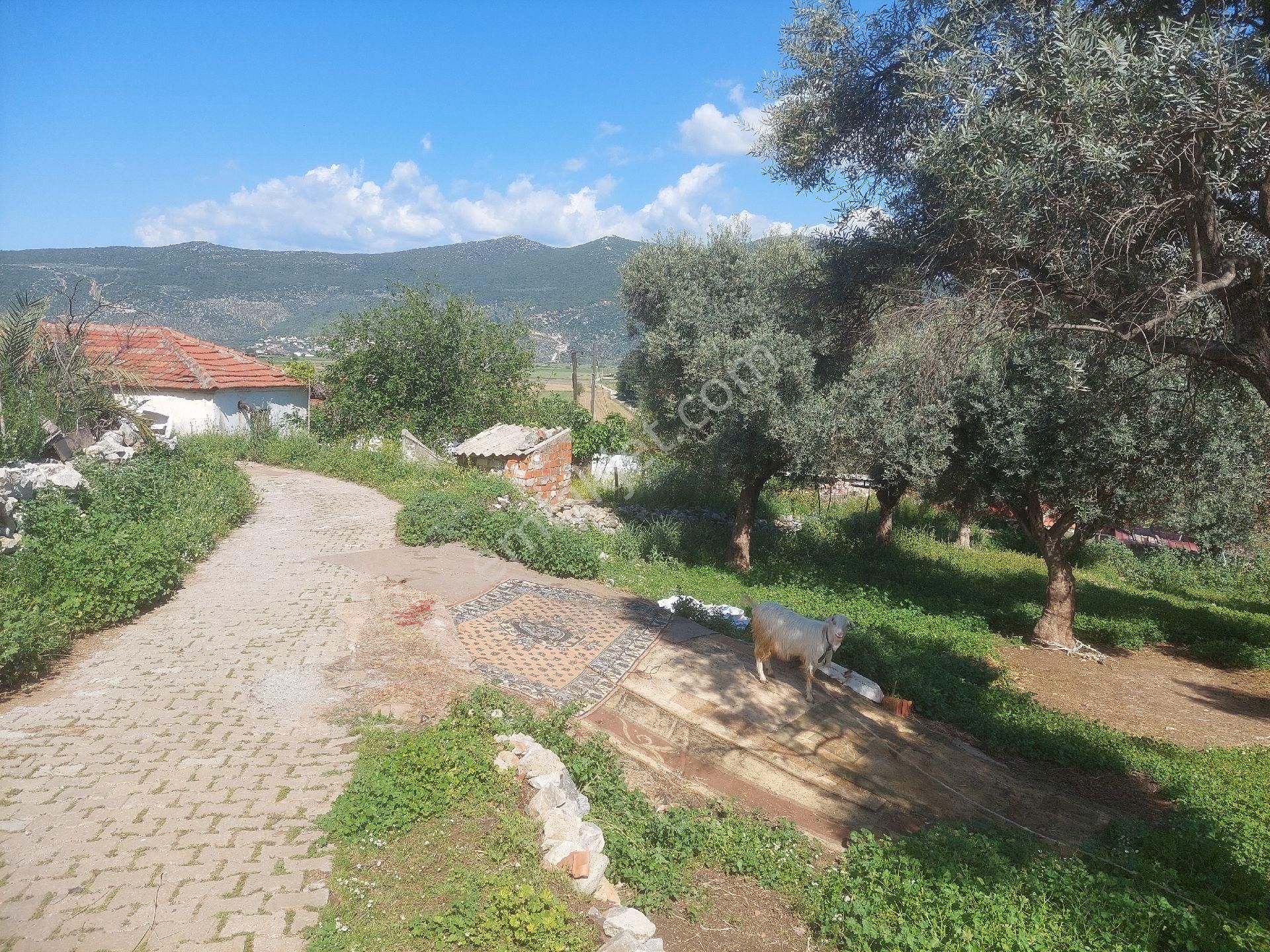 Muğla Milas Damlıboğaz Satılık Köyiçi 940m² Arsa Gökhan Alkaya'dan - Görsel 14