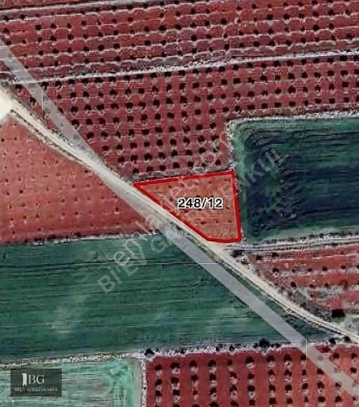 Kilis Yavuzlu Köyünde Evladiyelik Bağ Evlik Arazi