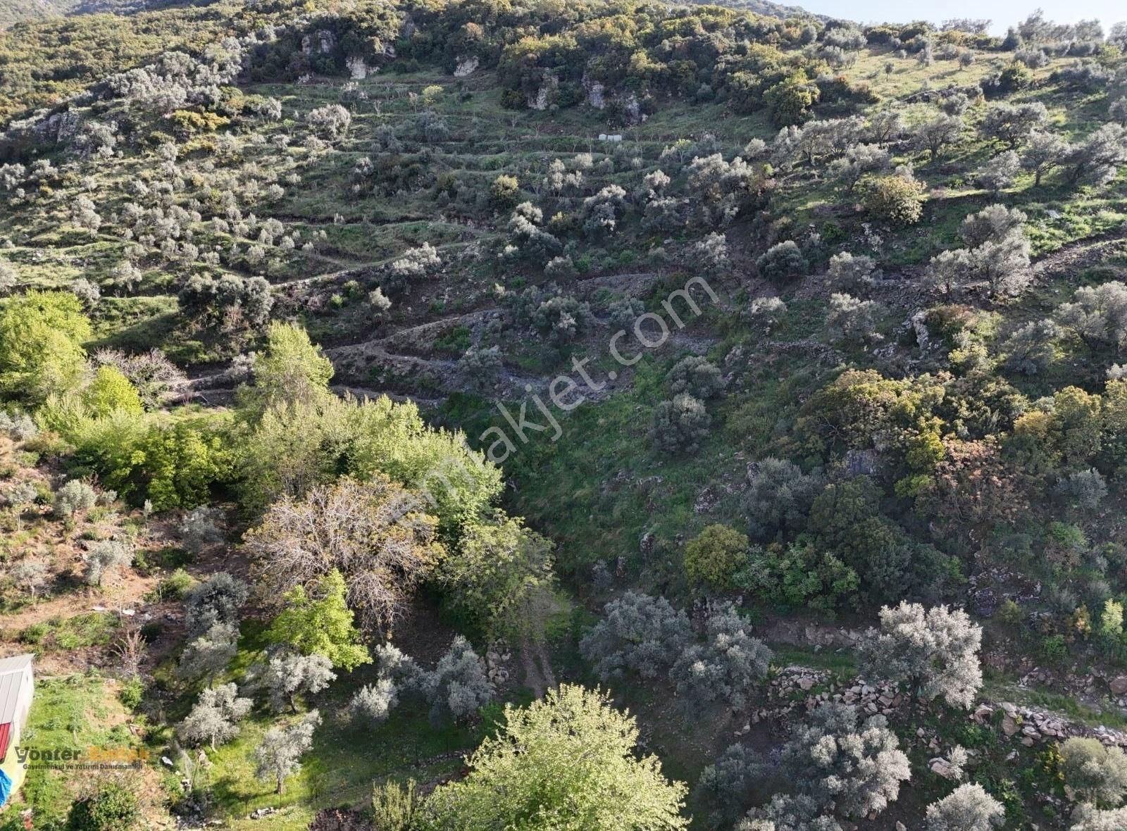Yönter Emlaktan Akçaşehir Köyünde 14 Bin 500 M² Zeytinlik - Görsel 26