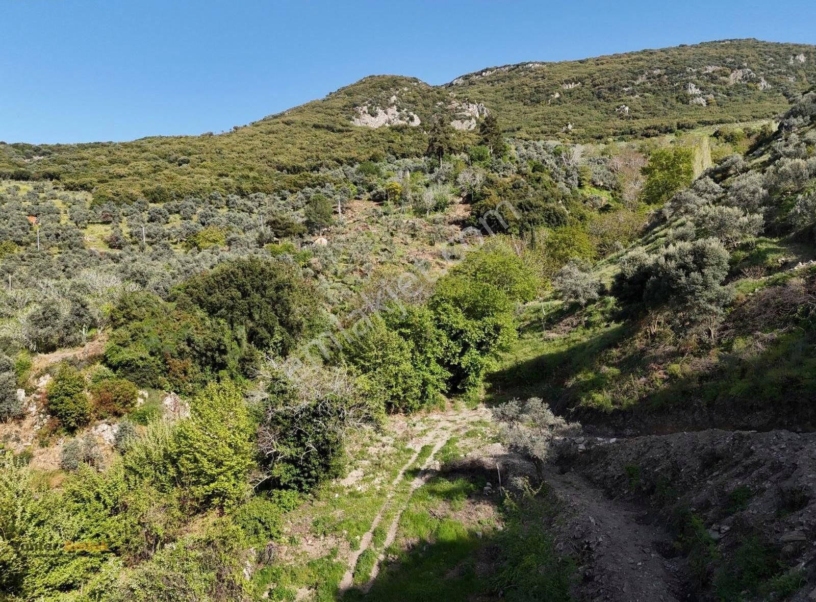 Yönter Emlaktan Akçaşehir Köyünde 14 Bin 500 M² Zeytinlik - Görsel 32