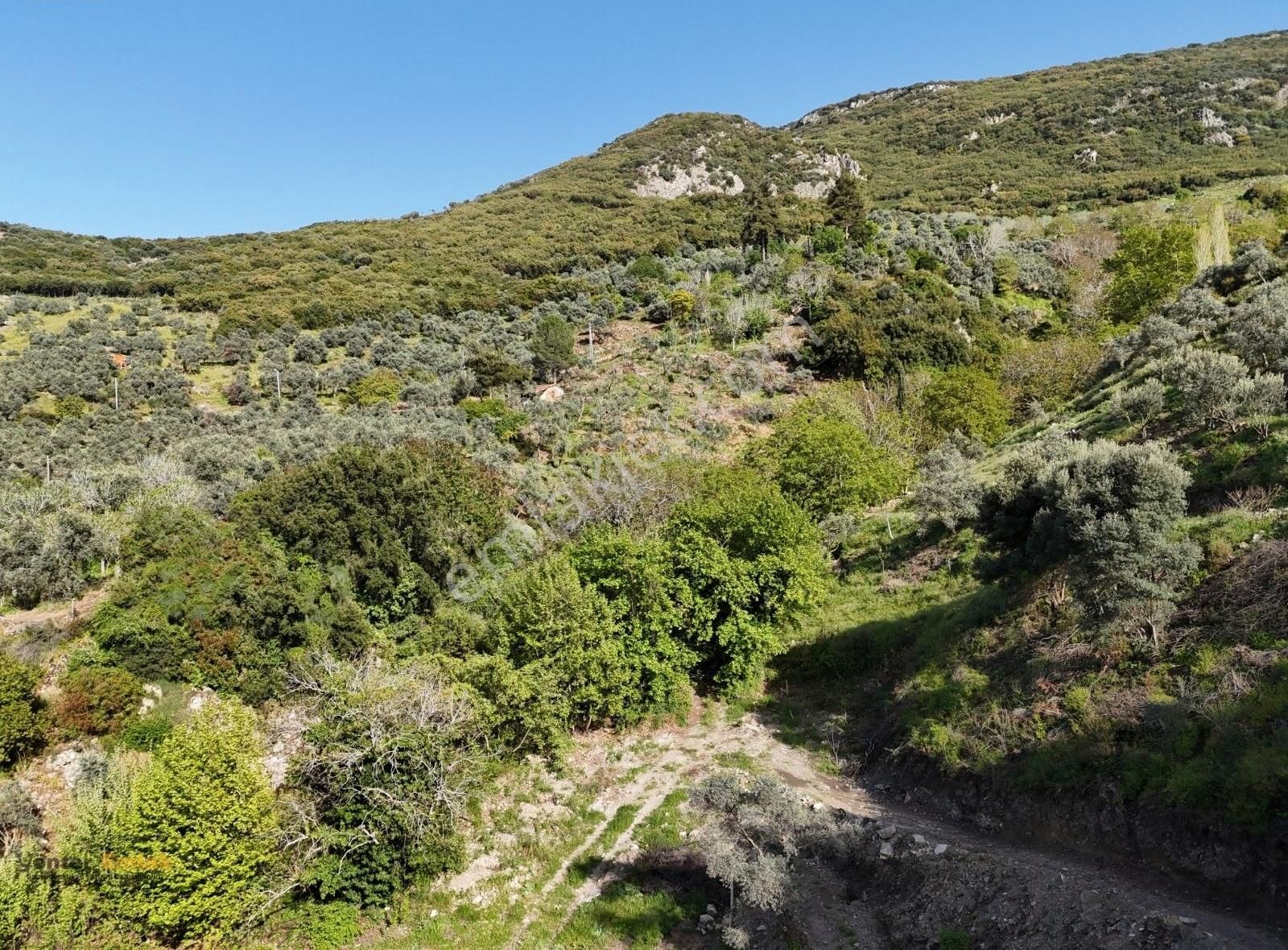 Yönter Emlaktan Akçaşehir Köyünde 14 Bin 500 M² Zeytinlik - Görsel 34