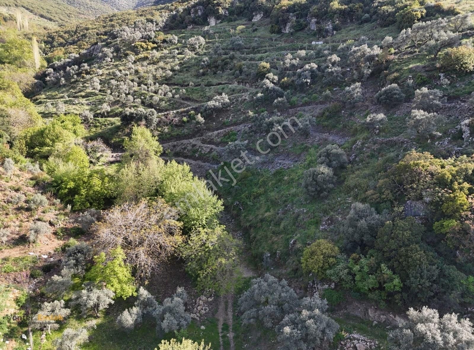 Yönter Emlaktan Akçaşehir Köyünde 14 Bin 500 M² Zeytinlik - Görsel 5