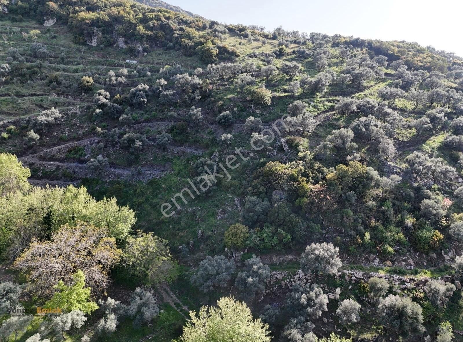 Yönter Emlaktan Akçaşehir Köyünde 14 Bin 500 M² Zeytinlik - Görsel 2