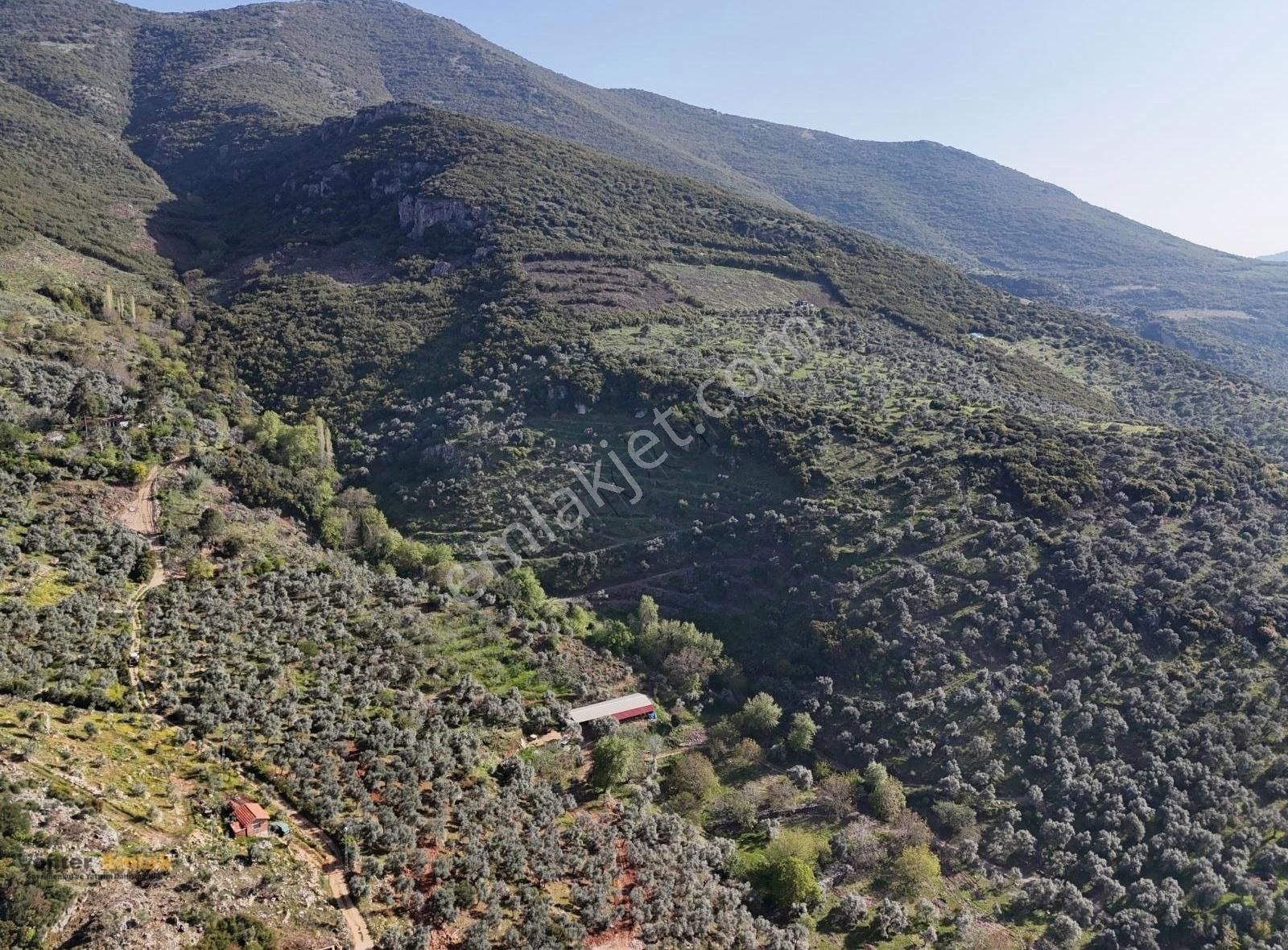 Yönter Emlaktan Akçaşehir Köyünde 14 Bin 500 M² Zeytinlik - Görsel 18
