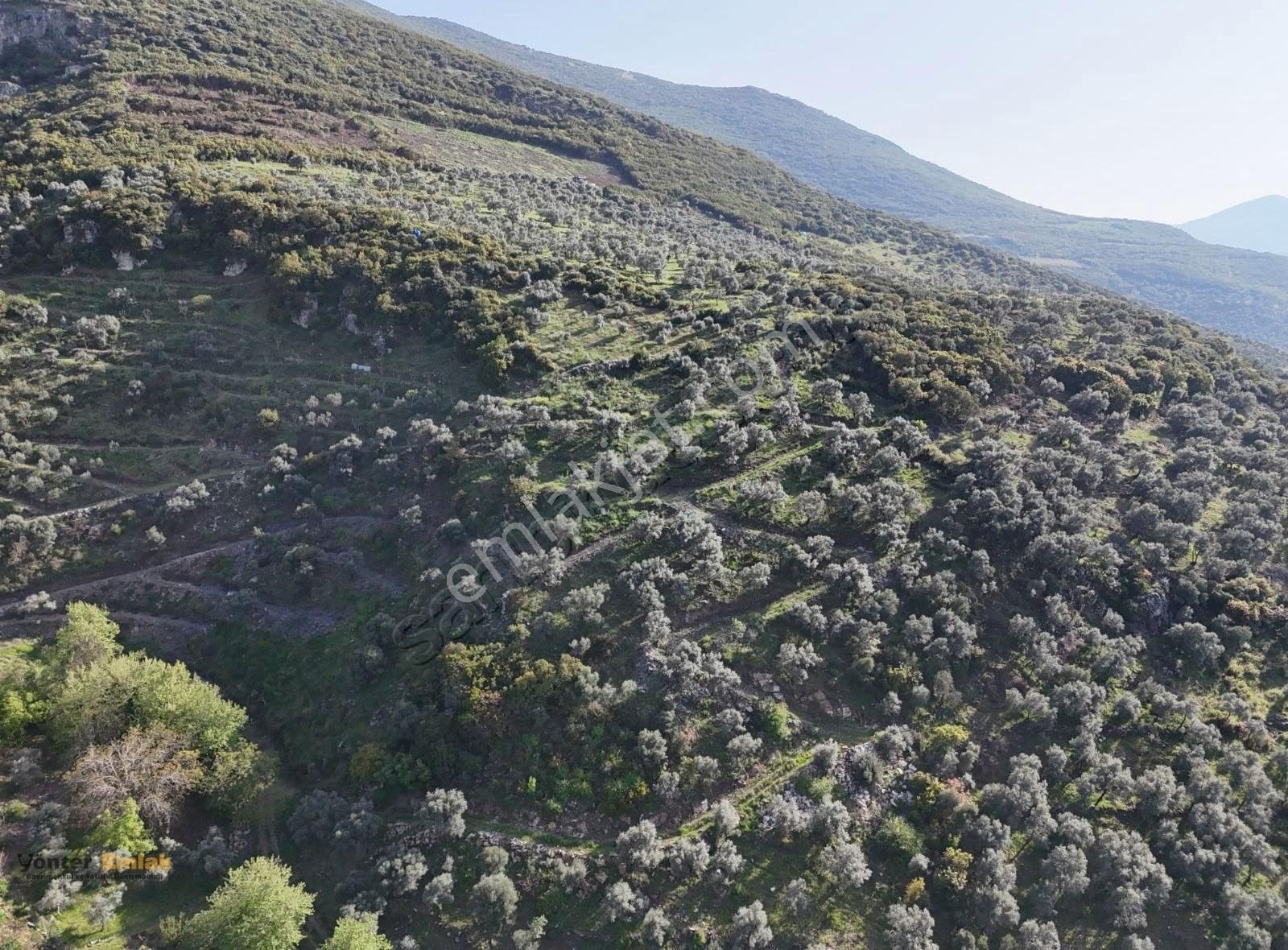 Yönter Emlaktan Akçaşehir Köyünde 14 Bin 500 M² Zeytinlik - Görsel 23