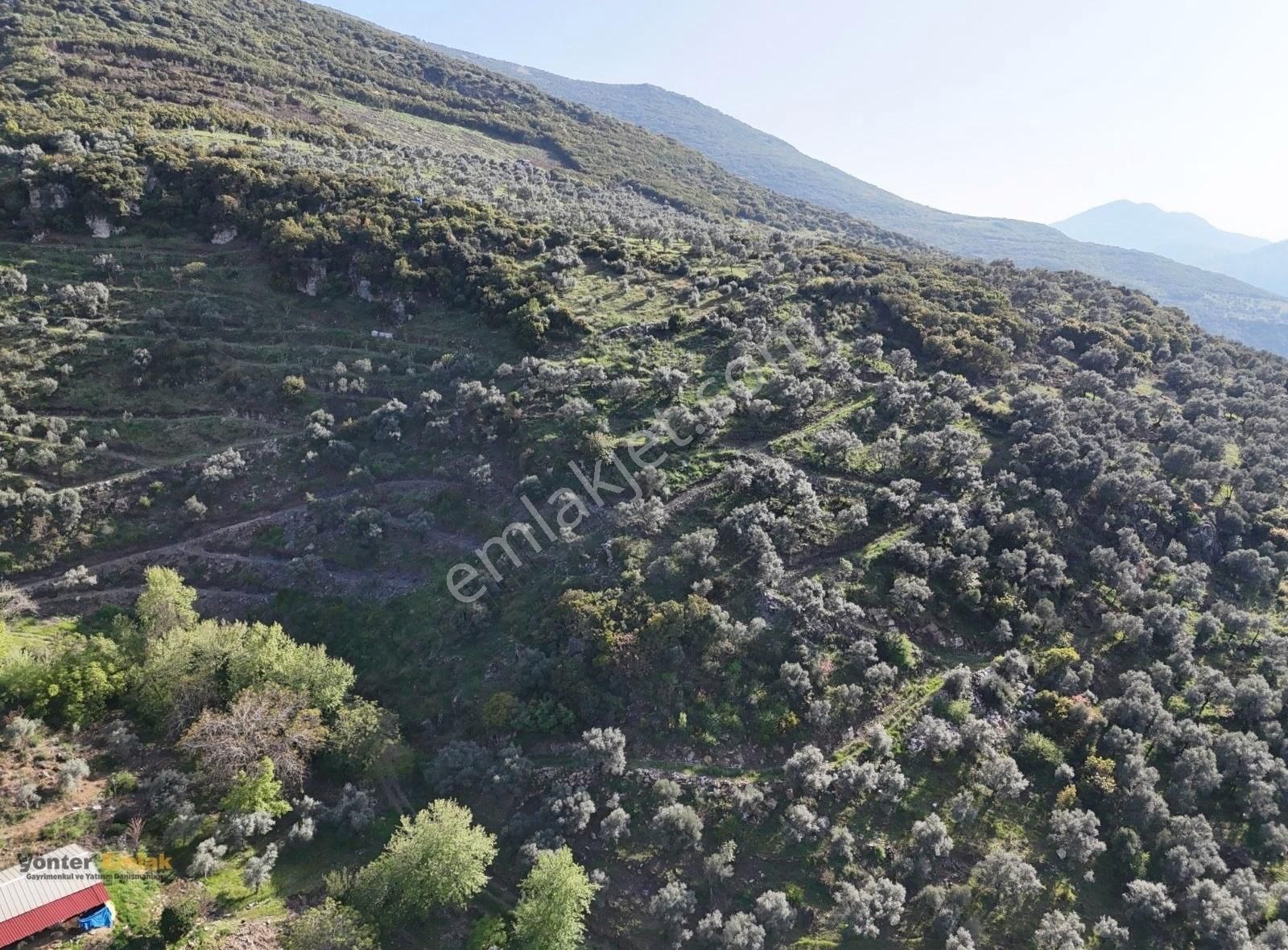 Yönter Emlaktan Akçaşehir Köyünde 14 Bin 500 M² Zeytinlik - Görsel 16
