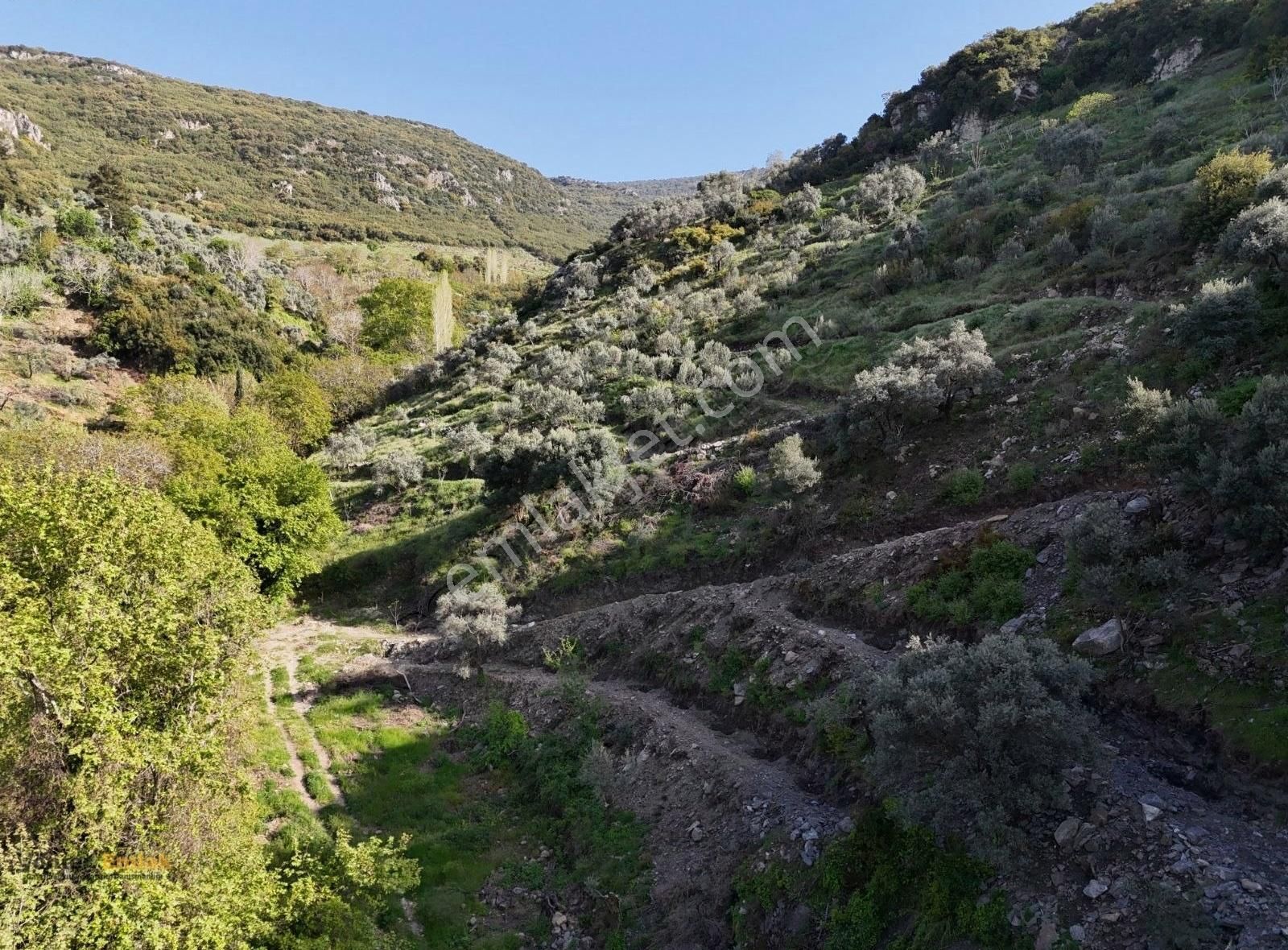 Yönter Emlaktan Akçaşehir Köyünde 14 Bin 500 M² Zeytinlik - Görsel 30