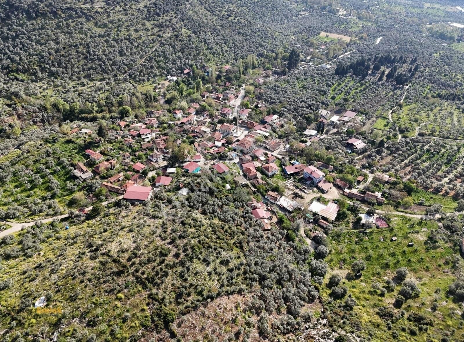 Yönter Emlaktan Akçaşehir Köyünde 14 Bin 500 M² Zeytinlik - Görsel 8