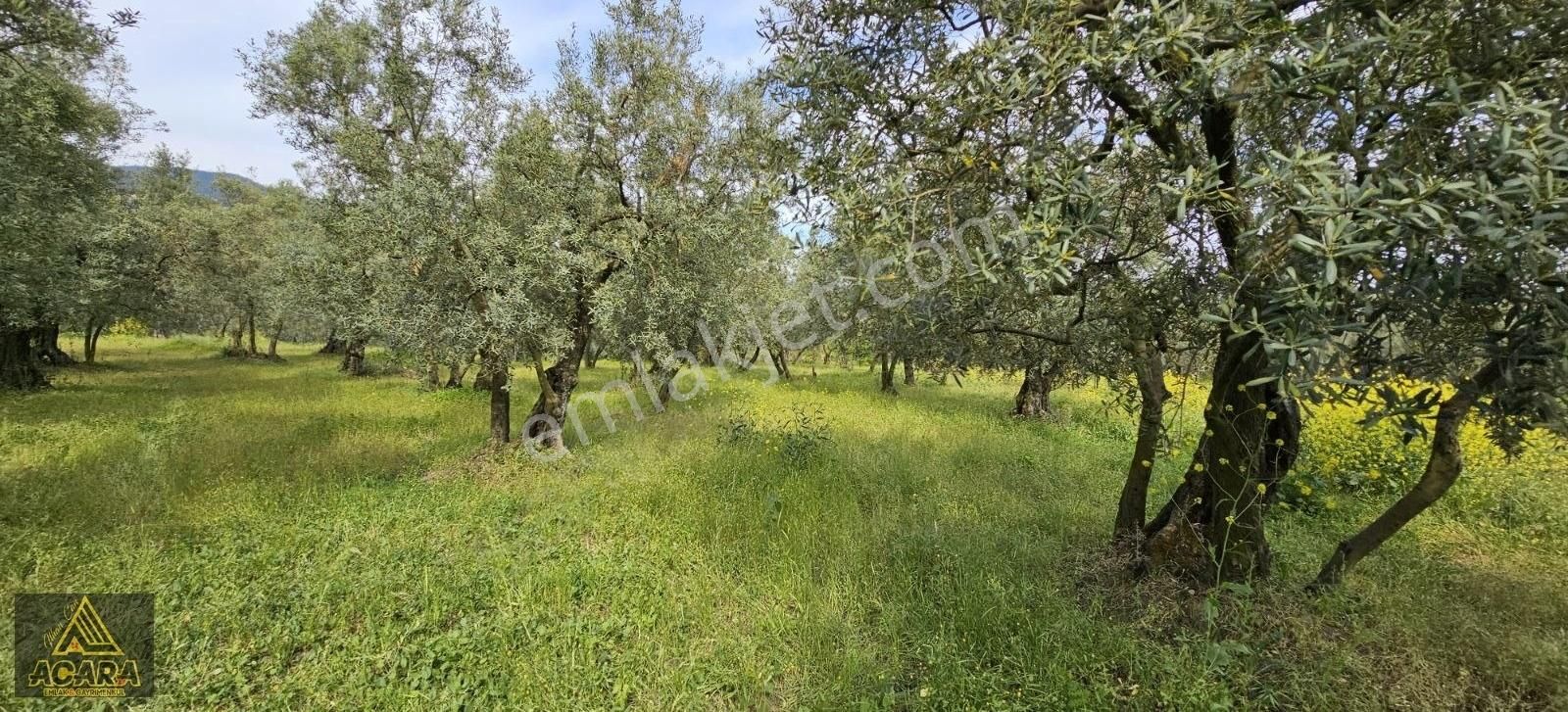 Acara'dan Satılık/orhangazi Yeniköy'de / 3.772m² Zeytinlik - Görsel 19