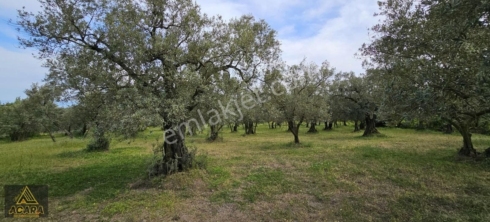 Acara'dan Satılık/orhangazi Yeniköy'de / 3.772m² Zeytinlik - Görsel 30