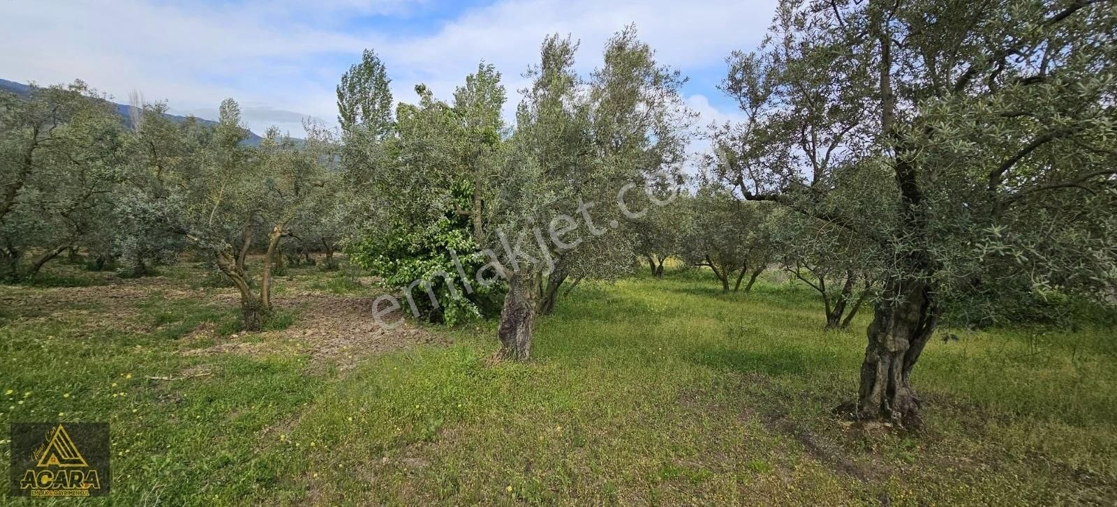 Acara'dan Satılık/orhangazi Yeniköy'de / 3.772m² Zeytinlik - Görsel 7