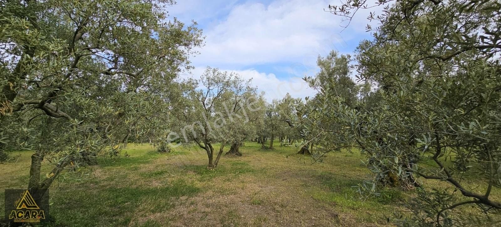 Acara'dan Satılık/orhangazi Yeniköy'de / 3.772m² Zeytinlik - Görsel 15