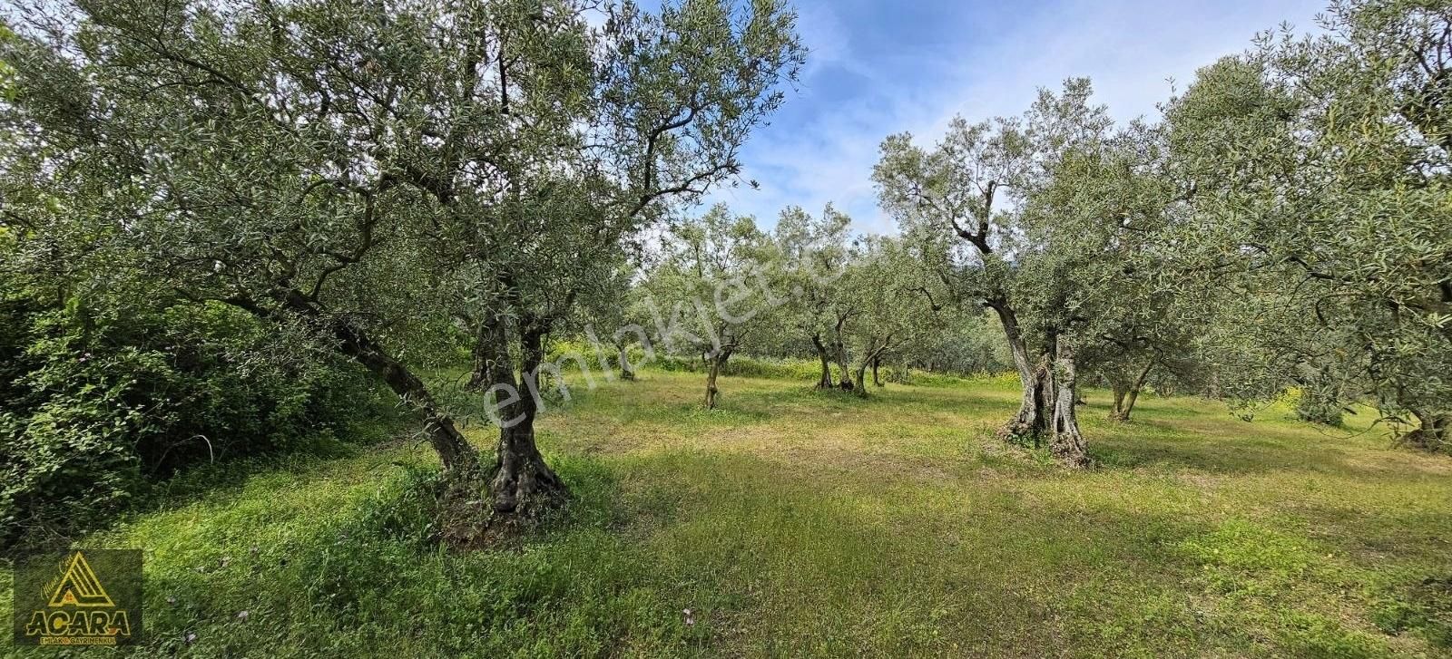 Acara'dan Satılık/orhangazi Yeniköy'de / 3.772m² Zeytinlik - Görsel 17