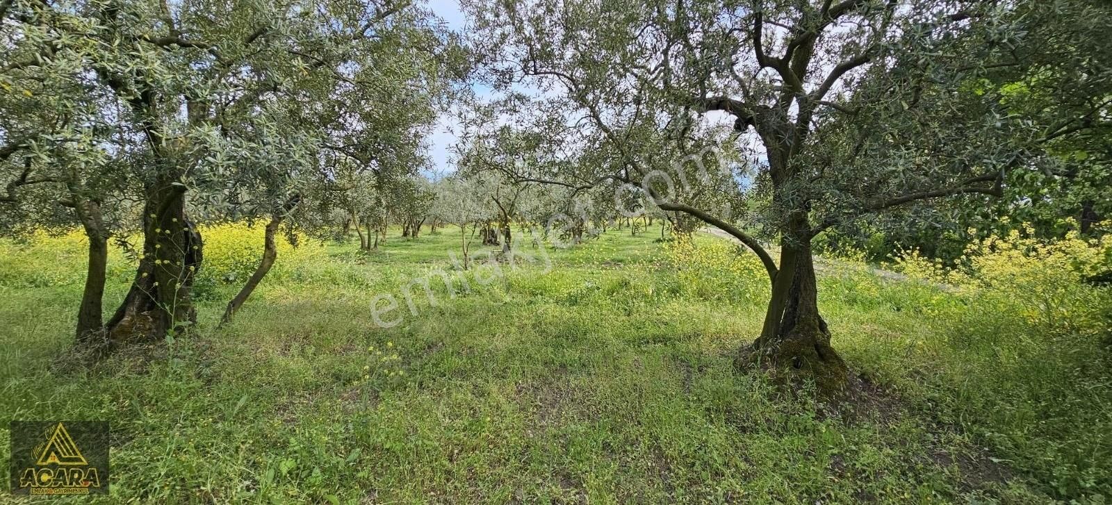 Acara'dan Satılık/orhangazi Yeniköy'de / 3.772m² Zeytinlik - Görsel 14
