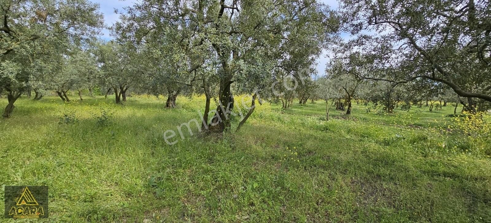 Acara'dan Satılık/orhangazi Yeniköy'de / 3.772m² Zeytinlik - Görsel 34