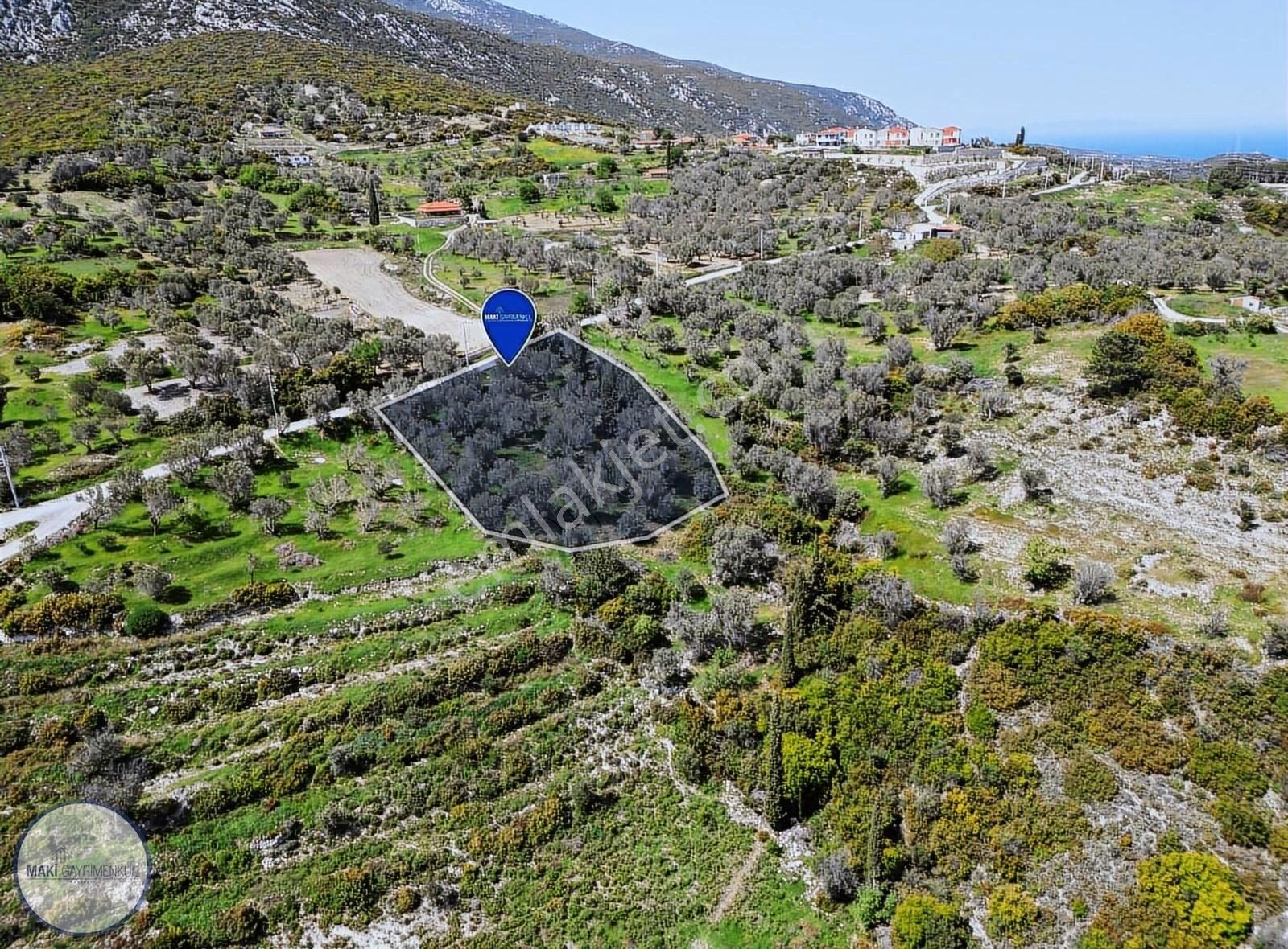 Kösedere'de Yatırımlık Zeytinlik-çiftlik Evi Hayali İçin İdeal! - Görsel 3