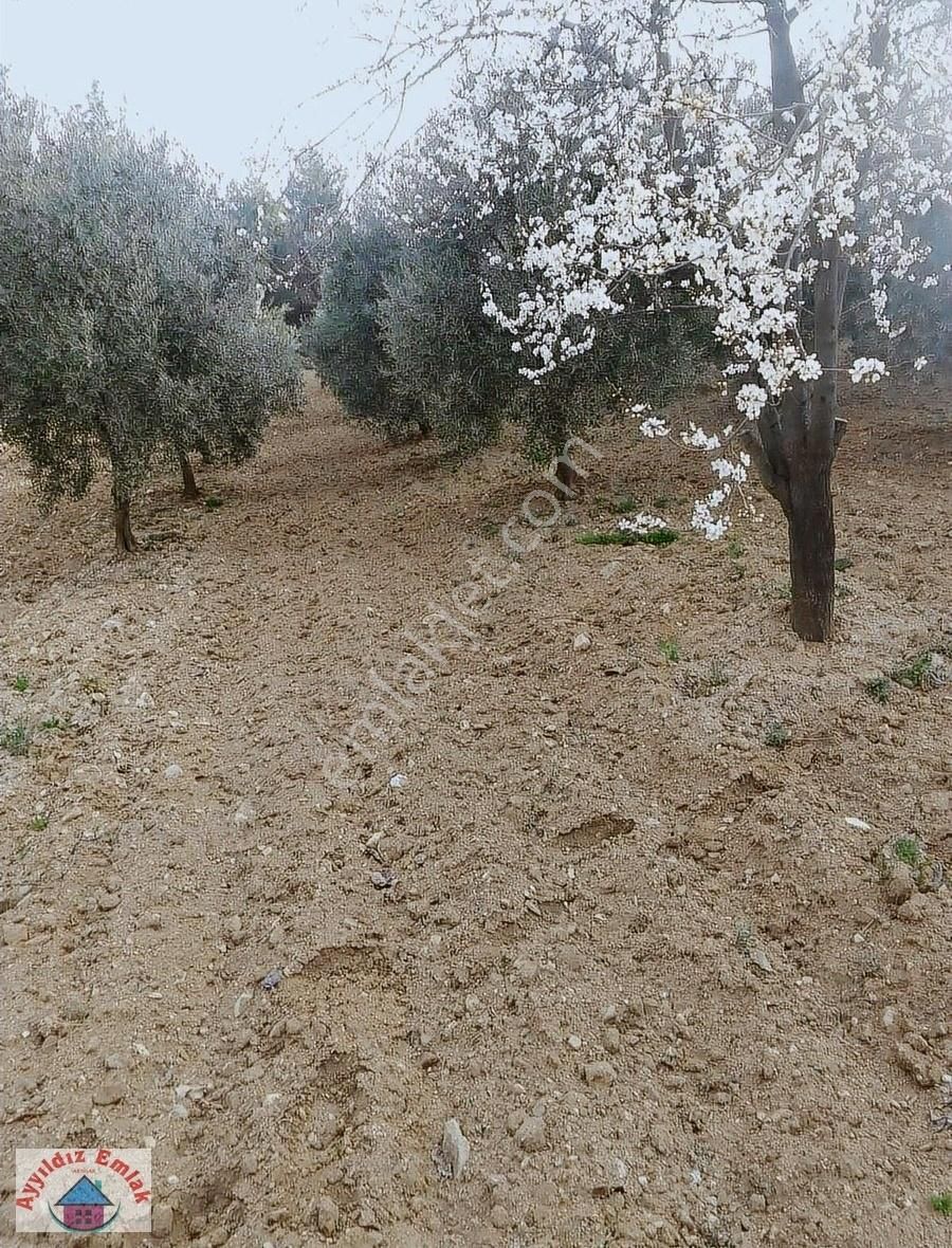 Gökçeler Köyünde Konteyner Bulunan Zeytinlik