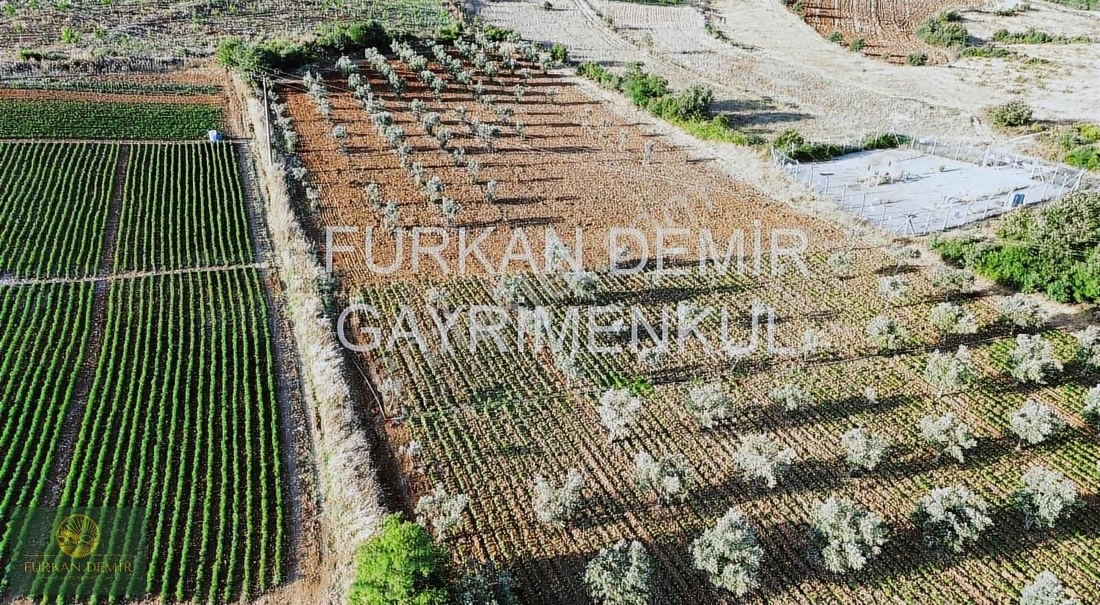 Furkan Demir'den Bursa İznik Bayındır 8377 M2 Satılık Zeytinlik - Görsel 8