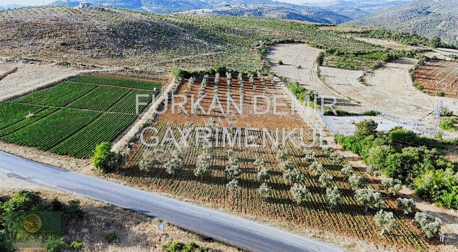 Furkan Demir'den Bursa İznik Bayındır 8377 M2 Satılık Zeytinlik - Görsel 2