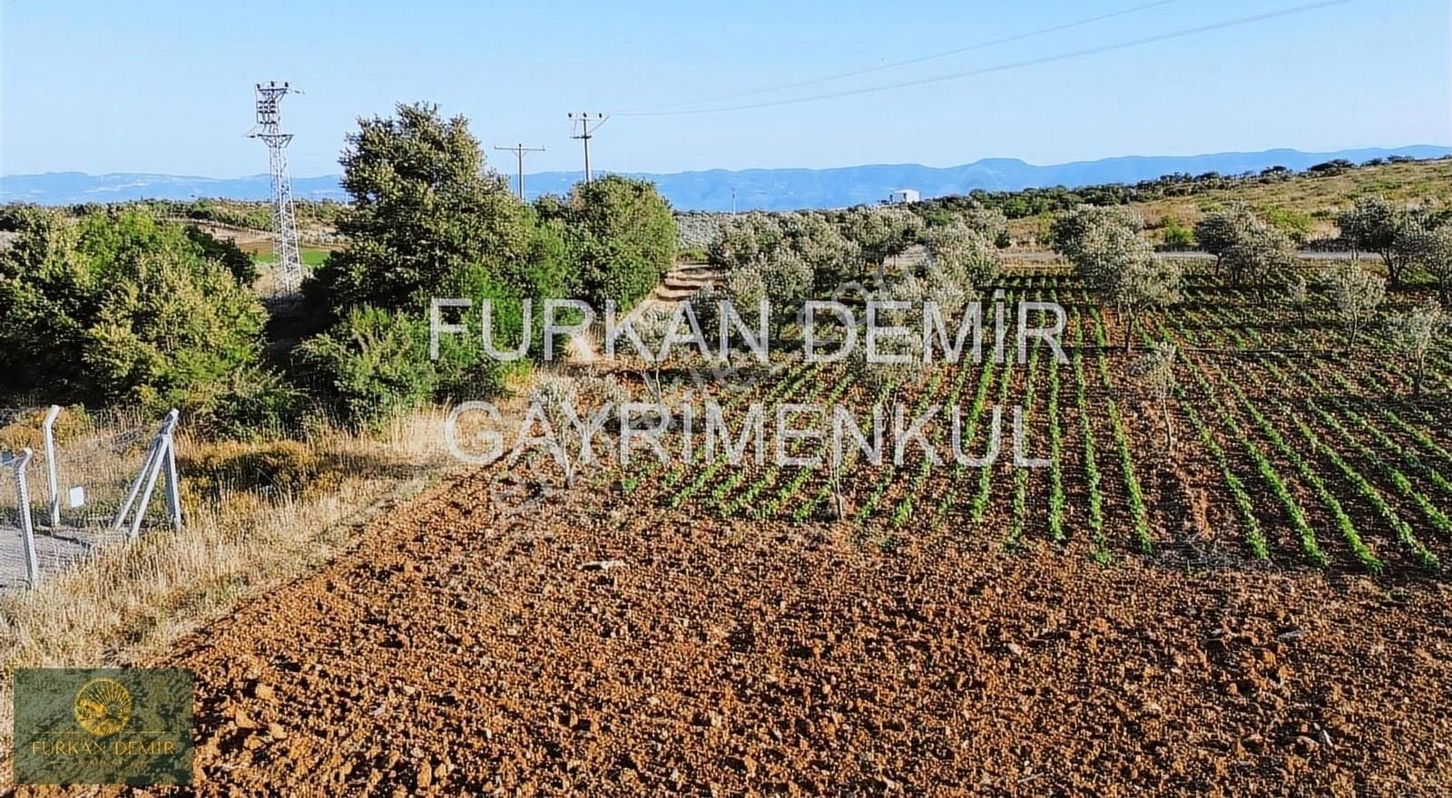 Furkan Demir'den Bursa İznik Bayındır 8377 M2 Satılık Zeytinlik - Görsel 13